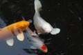 Orange, white and white with red spot koi fishes in a pond Royalty Free Stock Photo