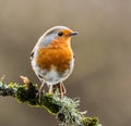 Orange and white Robin perched on a lush moss-covered branch