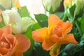 Orange and white roses Royalty Free Stock Photo