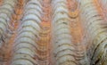 Orange white shell surface. Marine animal fossil closeup photo. Scallop shell surface. Seashell macrophoto Royalty Free Stock Photo