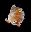 Orange and white siamese fighting fish isolated on black background.Copy space black background