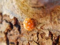 Orange Ladybird beetle on a tree Royalty Free Stock Photo