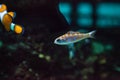 Orange and white striped Catalina Goby Lythrypnus dalli Royalty Free Stock Photo