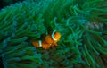 Orange clownfish swimming around its green habitat Royalty Free Stock Photo