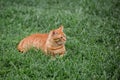 An orange and white striped tabby pet feline cat outside in the grass Royalty Free Stock Photo