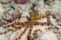 An orange white striped wonderpus octopus on sandy bottom