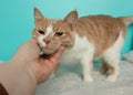 orange and white tabby cat with brown eyes being petted Royalty Free Stock Photo
