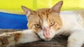 An orange and white tabby cat lying down and looking at the camera with a calm expression. Royalty Free Stock Photo