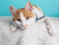 Orange White Tabby Cat Lying Down Wearing Blue Yellow White Bow Portrait Pet Cute Costume Fluffy Close Up Blue Background Collar Royalty Free Stock Photo