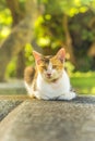 Orange and white tabby cat lying staring at the lens