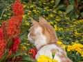 Orange and white tabby cat sitting among autumn flowers in a flowerbed with stare to the side outdoors Royalty Free Stock Photo