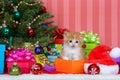 Orange and white tabby christmas kitten