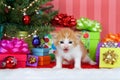 Orange and white tabby christmas kitten meowing