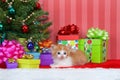 Orange and white tabby kitten Christmas Royalty Free Stock Photo
