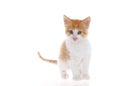 Orange and white tabby kitten isolated on white Royalty Free Stock Photo