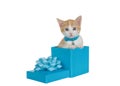 Kitten wearing collar peeking out of a blue present box, isolated Royalty Free Stock Photo