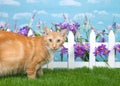 Orange and white wide eyed cat in green grass backyard garden Royalty Free Stock Photo