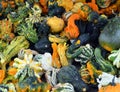 Fall Gourds Royalty Free Stock Photo