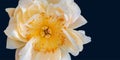 orange white yellow peony blossom heart macro with delicate filigree texture on blue background
