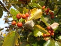 Orange whitebeam berries in autumn Royalty Free Stock Photo