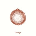 Orange whole fruit. Ink yelow doodle drawing