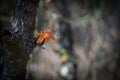 Orange wild flower in dark tone environment