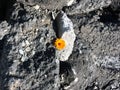 Orange wild flower growing out of large stones. The concept of strength, endurance, willpower