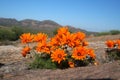 Orange wild flowers Royalty Free Stock Photo