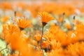 Orange wild flowers Royalty Free Stock Photo