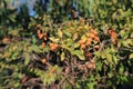 Orange wild flowers, beautiful in nature and sunshine Royalty Free Stock Photo