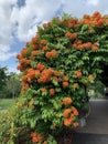 Orange wild flowers bloom Royalty Free Stock Photo