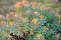 Orange wild flowers in the mountain. Iceland Royalty Free Stock Photo