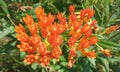 Orange wild flowers Royalty Free Stock Photo