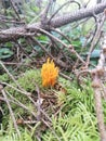 Orange wild mushrooms Royalty Free Stock Photo