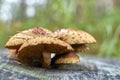 Orange wild mushrooms Armillaria grow Royalty Free Stock Photo
