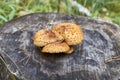 Orange wild mushrooms grow on Royalty Free Stock Photo