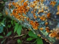 Orange wild mushrooms growing on a dawned tree at the great smoky mountains Royalty Free Stock Photo