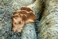 Orange wild mushrooms on a tree trunk Royalty Free Stock Photo