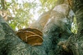 Orange wild mushrooms on a tree trunk Royalty Free Stock Photo