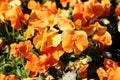 Orange Wild pansy or Viola tricolor small wild flowers with bright open petals densely planted in local garden on warm spring day