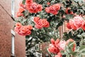 Orange wild roses blooming in front of brick buildings