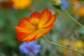 Orange wildflower Royalty Free Stock Photo