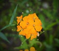 Orange wildflowers