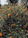 Orange wildflowers Outdoor