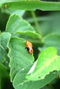 Orange wing beetle on green leaf Royalty Free Stock Photo