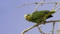 Orange-winged Amazon