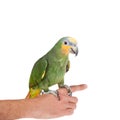 Orange-winged amazon on hand of a white background Royalty Free Stock Photo