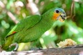 Orange-winged amazon parrot Royalty Free Stock Photo
