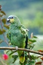 Orange-winged amazon parrot on a branch
