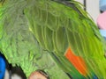 Orange-winged Amazon parrot green and orange wing feathers. Royalty Free Stock Photo